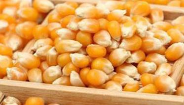 玉米种子安全贮藏的措施