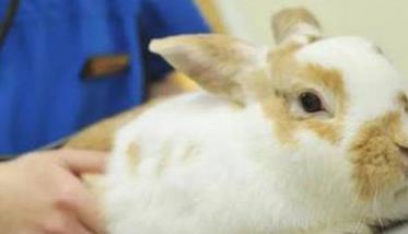兔沙门菌病的症状与防治要点 兔真菌病综合防治