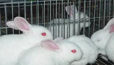 兔葡萄球菌病的主要症状有哪些（兔葡萄球菌病的主要症状有哪些图片）