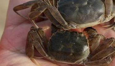 河蟹蜕壳所需要的条件是什么 河蟹脱壳