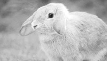 兔大肠杆菌病如何治疗 兔子大肠杆菌拉稀怎么治疗