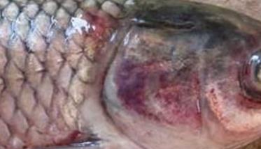 鱼车轮虫病治疗的方法 鱼车轮虫病症状图片有哪些?