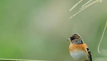 梅花雀在家里怎么繁殖与饲养