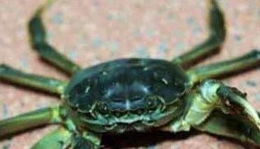 河蟹的寿命一般是多久? 河蟹的寿命为1—3周龄