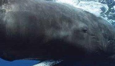 鲸鱼的祖先是什么样子的动物（鲸的祖先最早是哪种动物）