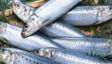 沙丁鱼是什么鱼 东北俗称的沙丁鱼是什么鱼