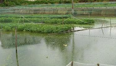 泥鳅养殖前景与利润分析 泥鳅养殖的前景