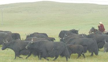 牦牛怎样进行放牧育肥 育肥牦牛过程要注意什么