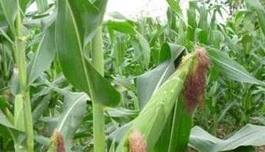 玉米缺硼的防治方法