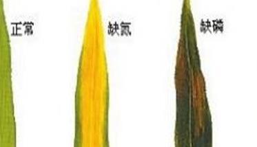 玉米缺素症状表现有哪些 玉米缺素的症状