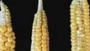 玉米缺硼症状有哪些