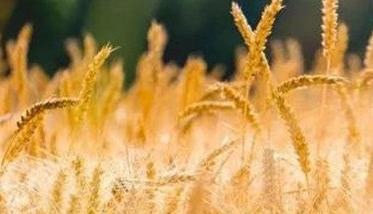 干热风对小麦的危害（干热风对小麦的危害时期是什么时期）