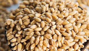 小麦种子质量标准是什么