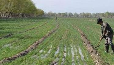 小麦除草剂药害补救措施