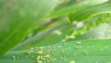 小麦蚜虫的防治方法