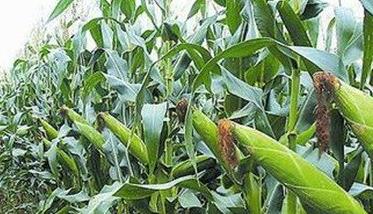 玉米穗粒腐病的发病因素