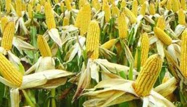 玉米产量构成因素有哪些（玉米产量构成因素有哪些方面）