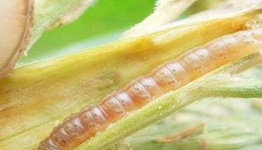 玉米钻心虫用什么药最好 钻心虫用什么农药最有效最快杀死