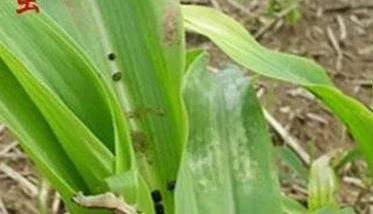 玉米粘虫发生规律是什么 玉米粘虫发生规律是什么样的