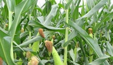 玉米生长周期多少天