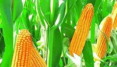 掌握玉米生长周期的意义