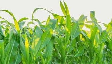 玉米合理密植技术