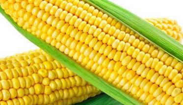 玉米种子的选择