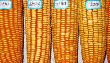 提高玉米穗粒数的主要措施有哪些 如何提高玉米制种的质量和产量