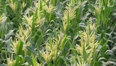 玉米穗期管理技术：玉米穗期的主攻目标是什么