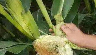 玉米畸形穗什么原因造成的 玉米畸形穗的图片