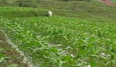 地膜玉米种植技术要点
