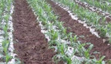 地膜覆盖玉米栽培要求、技术措施与需注意事项
