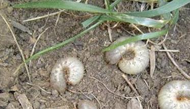 春季小麦地下害虫的防治（小麦地下害虫用什么防治）