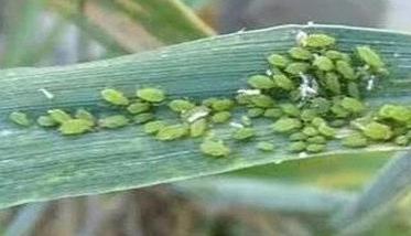 春季小麦易发病虫害防治技术 小麦早春病虫害防治