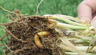 近年来危害小麦的主要地下害虫有哪些 如何防治