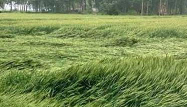 小麦倒伏的农业防治方法