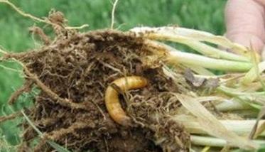小麦地下害虫如何综合防治