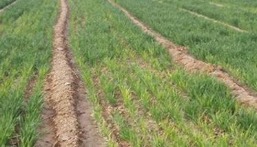 小麦黄苗的原因和补救措施 小麦苗弱苗黄怎么办
