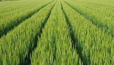 小麦缺锌的危害及喷锌方法