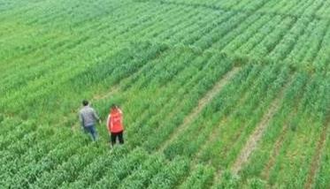 如何生产栽培无公害春小麦