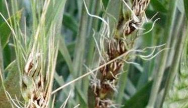 小麦散黑穗病的主要防治措施有哪些（小麦散黑穗病的主要防治措施有哪些内容）