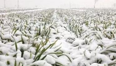 冬小麦冰雪灾害的减轻措施