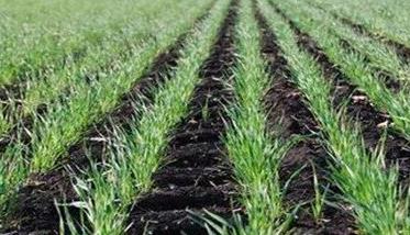 防御小麦田间低温冻害的措施 预防小麦冻害措施