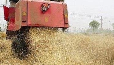 稻草全量还田种植小麦的新方法（农田稻草）