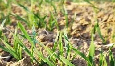 当前小麦田间常见病害的防治 小麦主要病害及田间症状