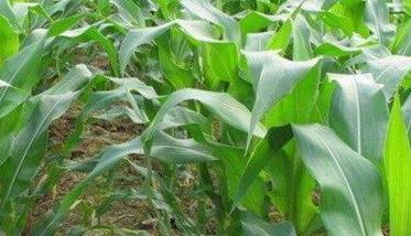 玉米空秆的发生原因及防治对策 玉米空秆的发生原因及防治对策论文