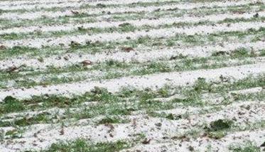 小麦冬季冻害的补救措施