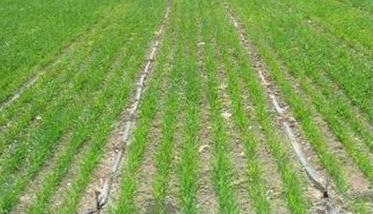 小麦抗旱高产栽培技术要点 春小麦高产栽培技术要点