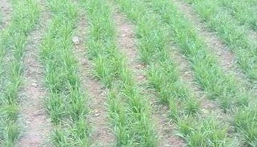 小麦返青期病虫草害防治技术 小麦返青期田间管理