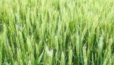 低温推迟小麦生育进程（小麦低温多久发芽）